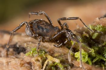 Media type: image; Invertebrate Zoology 138093